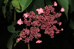 Hydrangea peruviana