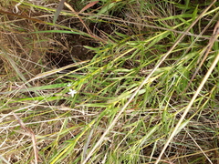 Pentanisia angustifolia