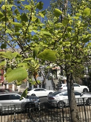 Liriodendron tulipifera