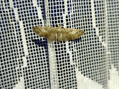 Eupithecia dodoneata