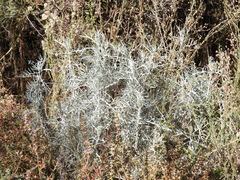 Senecio viravira