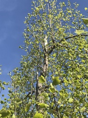 Liriodendron tulipifera