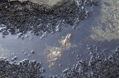 Metacarcinus magister