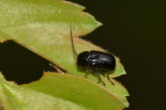 Cryptocephalus flavipes