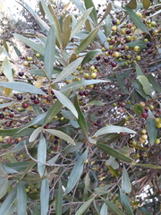 Olea europaea cuspidata