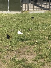Passer domesticus