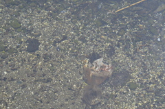 Metacarcinus magister