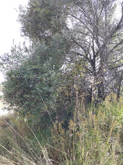 Olea europaea cuspidata