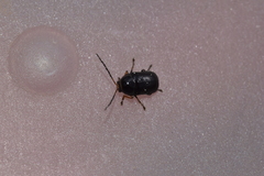 Cryptocephalus flavipes