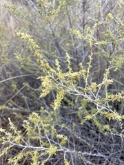 Baccharis pteronioides