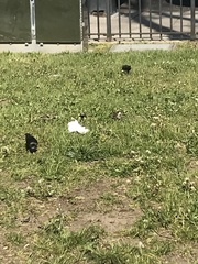 Sturnus vulgaris