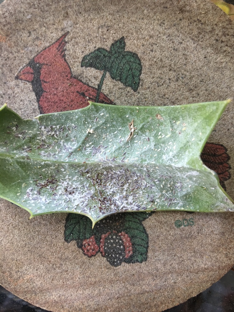 Tea Scale on a plant
