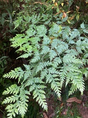 Pteris macilenta