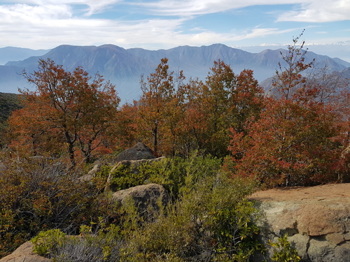 Nothofagus macrocarpa (Nothofagus macrocarpa)