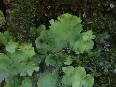 Solorina saccata