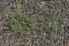 Indigofera linifolia