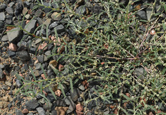 Indigofera linifolia