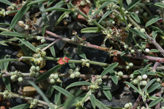 Indigofera linifolia