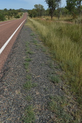 Indigofera linifolia