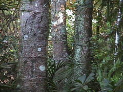 Sophora chathamica