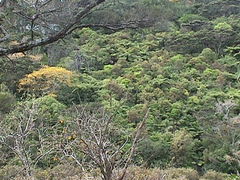 Sophora chathamica