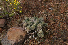 Euphorbia braunsii
