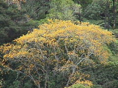 Sophora chathamica