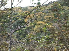 Sophora chathamica