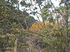 Sophora chathamica