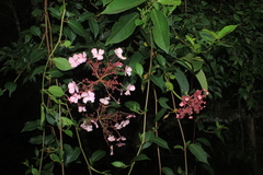 Hydrangea peruviana