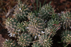 Euphorbia braunsii