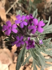 Glandularia chiricahensis