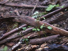 Sophora chathamica