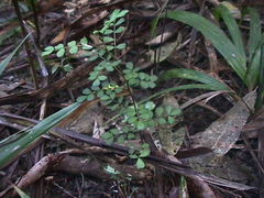 Sophora chathamica