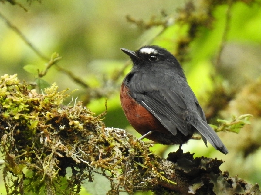 Chestnut-bellied Chat-Tyrant illustration