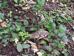 Sophora chathamica