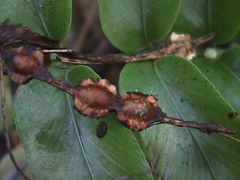 Sophora chathamica