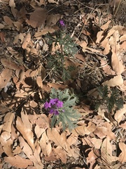Glandularia chiricahensis