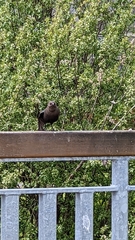 Euphagus