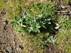 Lupinus brevicaulis