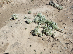 Lupinus brevicaulis