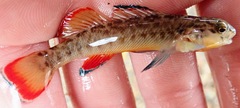 Etheostoma radiosum