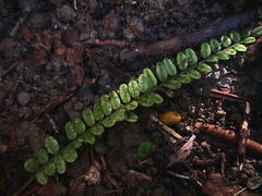 Sophora chathamica