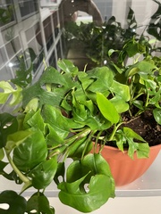 Rhaphidophora tetrasperma