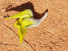 Crotalaria cunninghamii