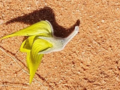 Crotalaria cunninghamii