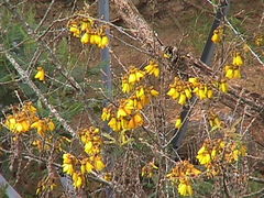Sophora chathamica