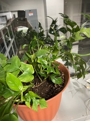 Rhaphidophora tetrasperma