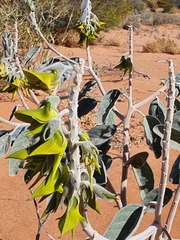 Crotalaria cunninghamii