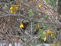 Sophora chathamica